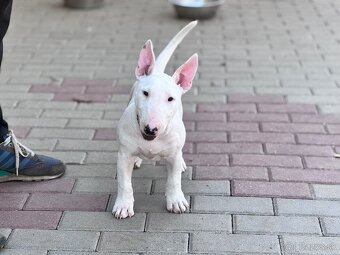 Miniatúrny bullterrier/ bullterier/bulterier - 4