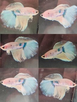 Betta Splendens - Bojovnica Pestrá. - 4