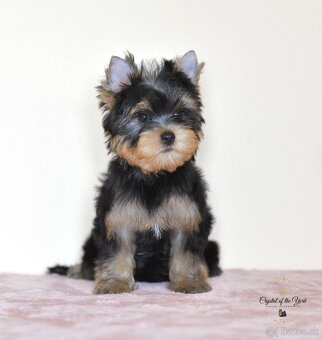 YORKSHIRE TERRIER s PP rodokmenom - yorkshirsky terier - 4