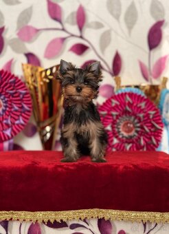 Yorkshire terrier, york - 4