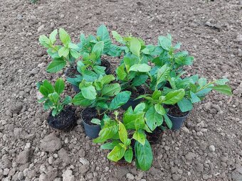 Vavrínovec lekársky Novita (Prunus laurocerasus Novita) - 4