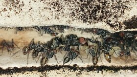 Mravce - Camponotus singularis - 4