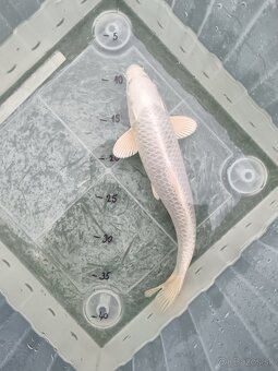 Koi - kapre 35 cm - 4