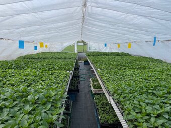Predám Planty - 4