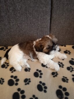 Psy shih-tzu - 4