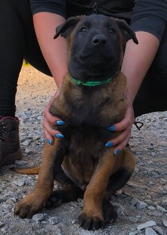 Belgický ovčák malinois - 4