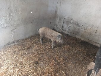 Mangalica,odstavča - 4