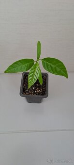 Anonna reciculata-Byčie srdce - 4
