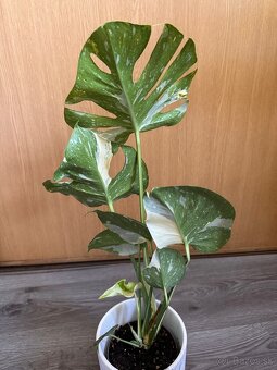 monstera thai - 4