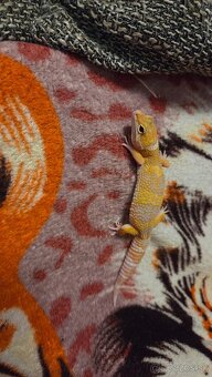 Gekončík nočný - 4