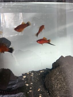 Mečúň ADA Živorodka - Xiphophorus helleri - 4