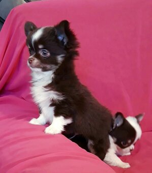 Čivava  dlhosrstá   -  1psík + 1fenka - 4