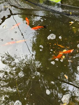 Jazierkové rybyčky,karas,koi..... - 4