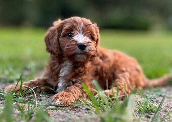 Red Maltipoo Kiskutyák - 4