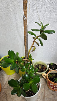 Rastlina tučnolist, priemer kvetináča cca 13 cm - 4