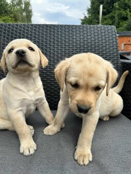 Šteniatka labrador a biely chlapec IHNEĎ - 4