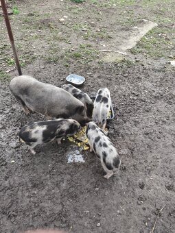 Predám vietnamské prasiatka - 4