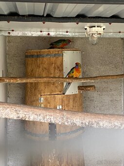 Rozela adelaidska - 4