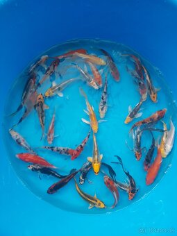 Koi kapre - 4