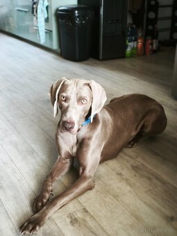 Weimarský stavač 2.ročný - 4