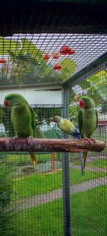 Alexander maly, velky - 4