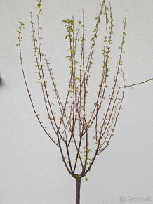 Mandľa trojlaločná /Prunus triloba/ okrasný strom - 4