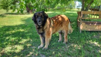 Leonberger s PP - 4