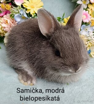 Zakrslé ( zdrobnené) králiky s VP mláďatká - 4