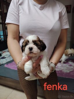 Šteniatka shih-tzu(shitzu, shihtzu) - 4