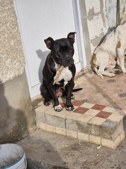 Stafordširský Bulteriér - 4