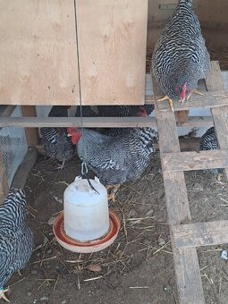 Nasadove vajíčka amrox,amroks - 4