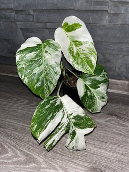 Monstera var. - 4
