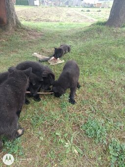 Šteniatka nemecký ovčiak - 4