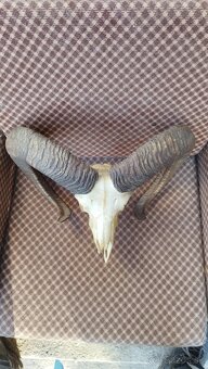 Predám trofej muflona parožie zhody trofeje - 4