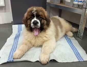 Moskovský strážny pes – pes (šteniatko) s PP - 4