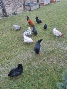 SLEPAČIE VAJCIA - 4