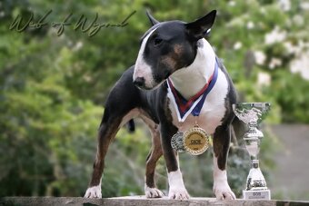 Mini bullterier / Miniature Bullterrier - psík - 4