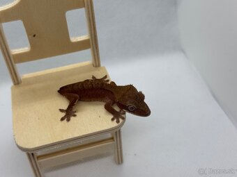 Correlophus cilliatus red - 4