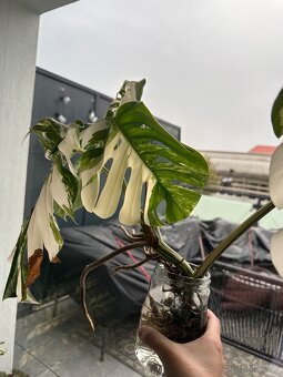 Monstera albo - 4