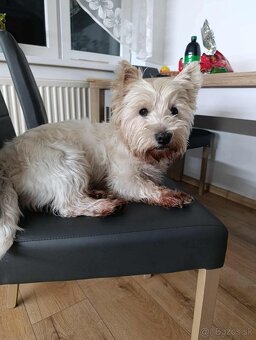 Westik na krytie - 4