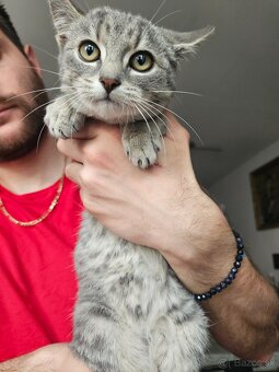 Podarujeme mačiatko - 4