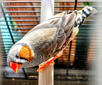 Zebricky maldý chovný pár - 4