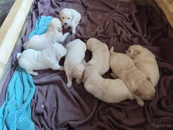 Zlatý retriever šteniatka - 4