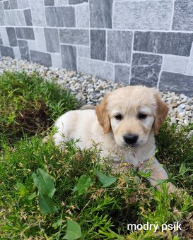 Zlatý retriever šteniatka - 4