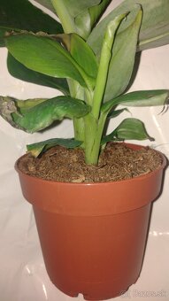 MUSA BASJOO - 4