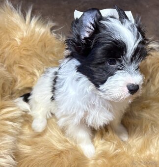 Biewer Yorkshire Terrier s PP - 4