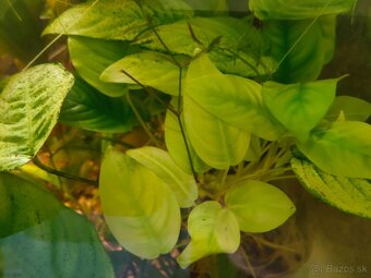 RASTLINY Z AKVARIA16 - 4