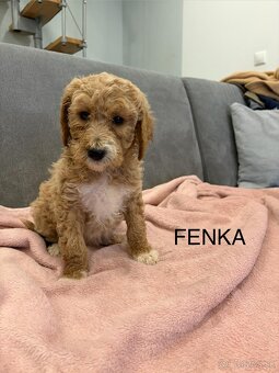 Goldendoodle stredny - 4