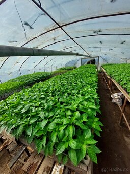 Planty paradajkové, paprikové, zelerové - 4