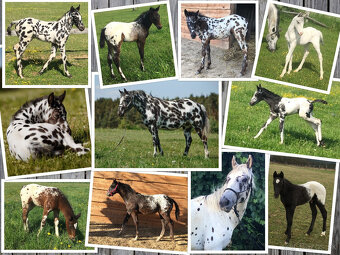 Appaloosa Black Leopard – pripúšťanie - 4